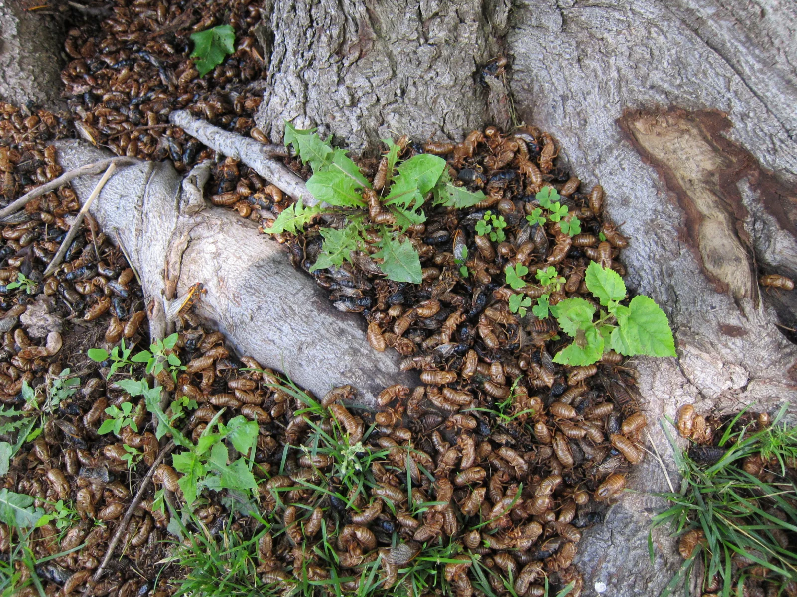 husks2