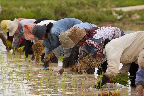 cambodia-agriculture-20193675-l