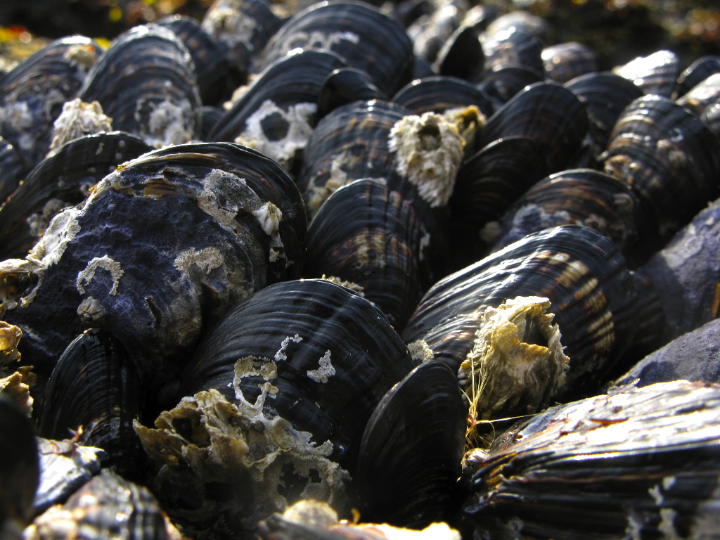 mussels